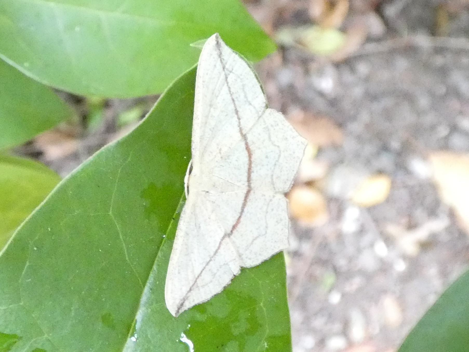 photo_1
